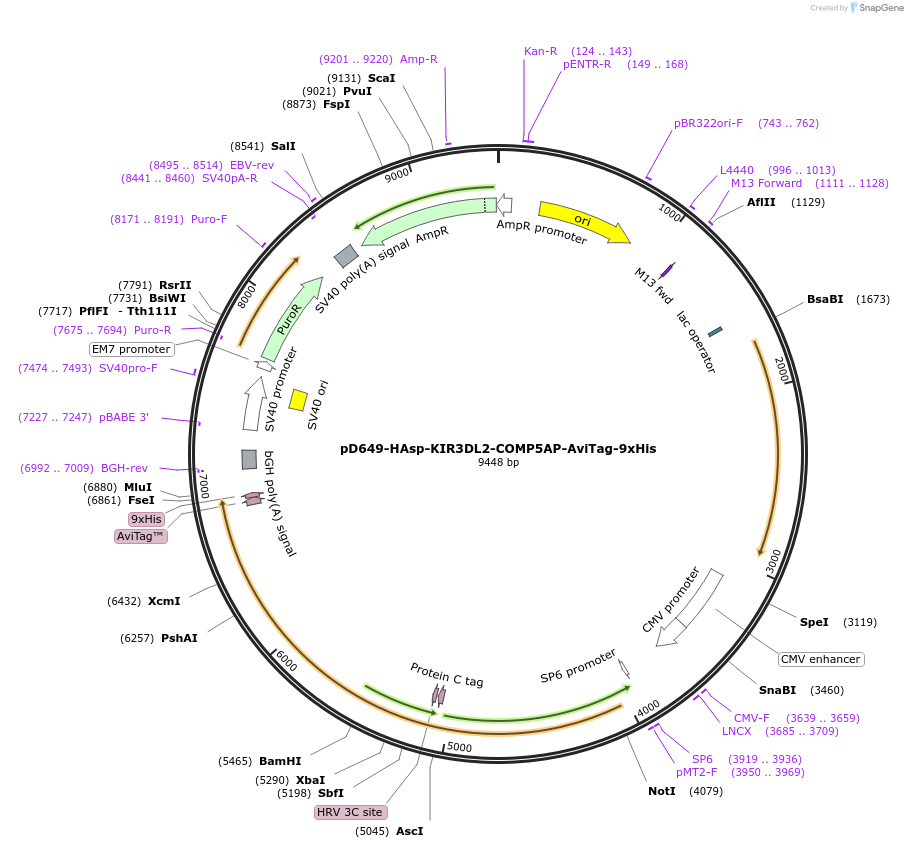 157322-plasmid-map-sequence-id-383748