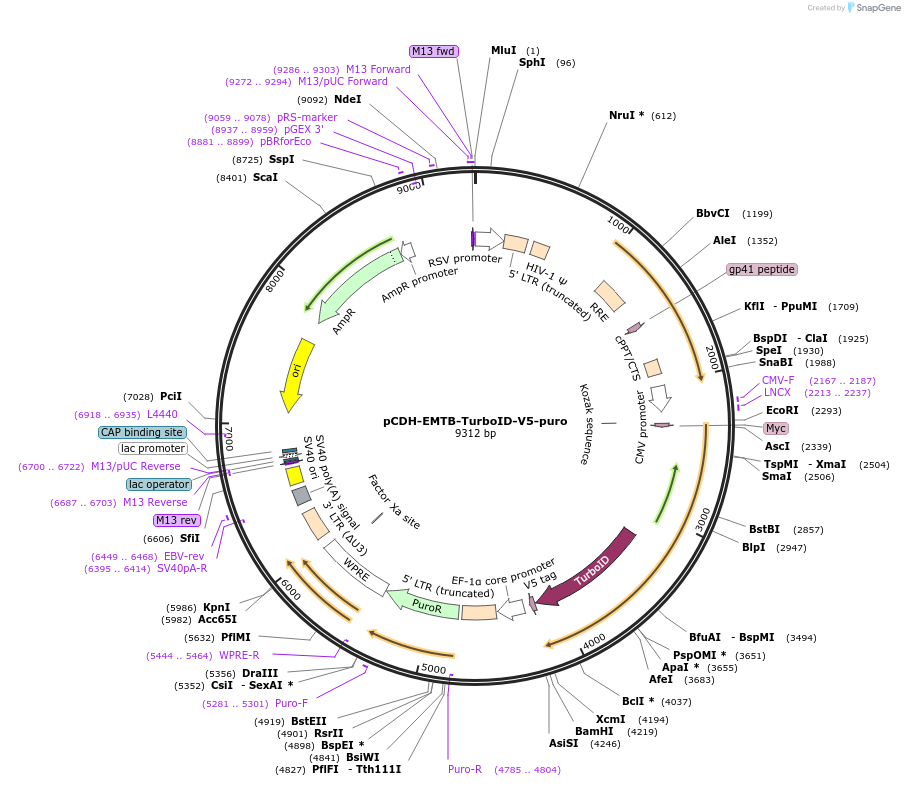 190741-plasmid-map-sequence-id-383769