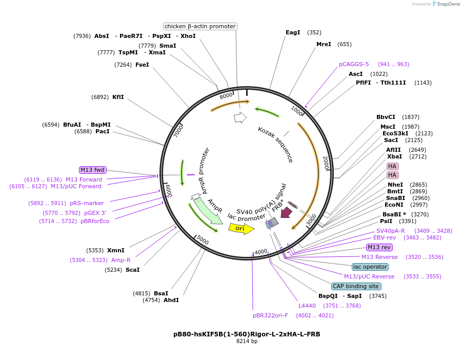 193719-plasmid-map-sequence-id-383790