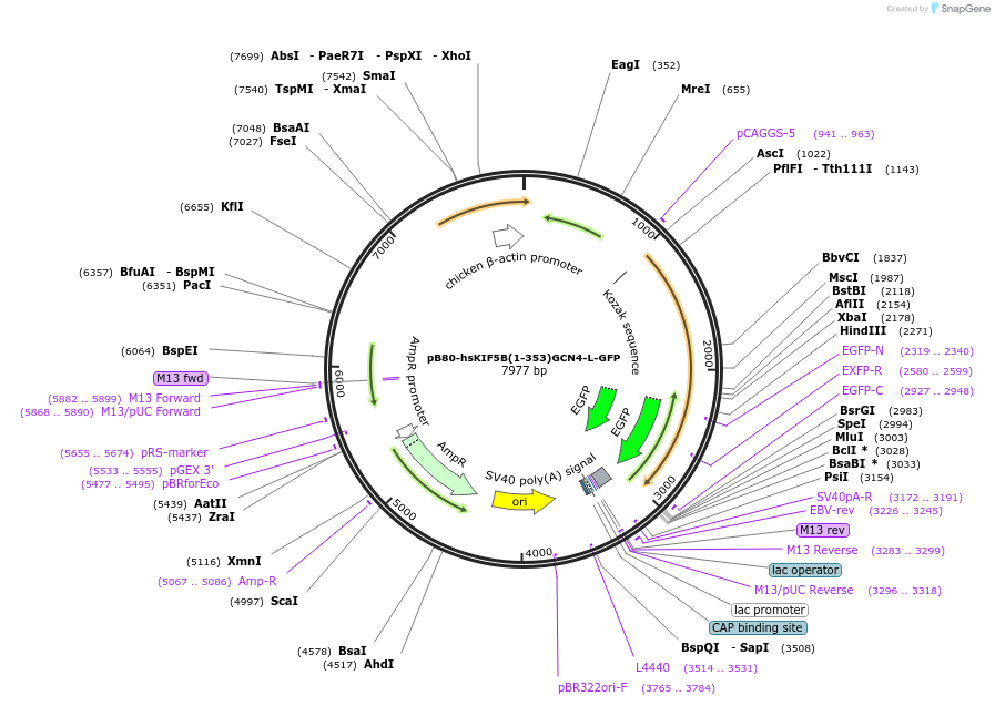 193714-plasmid-map-sequence-id-383793