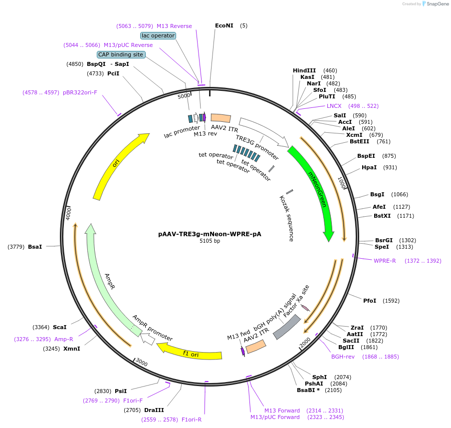 192064-plasmid-map-sequence-id-383794