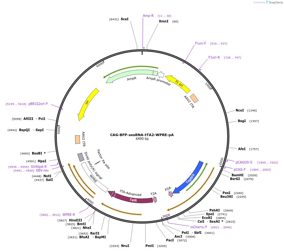 192070-plasmid-map-sequence-id-383797