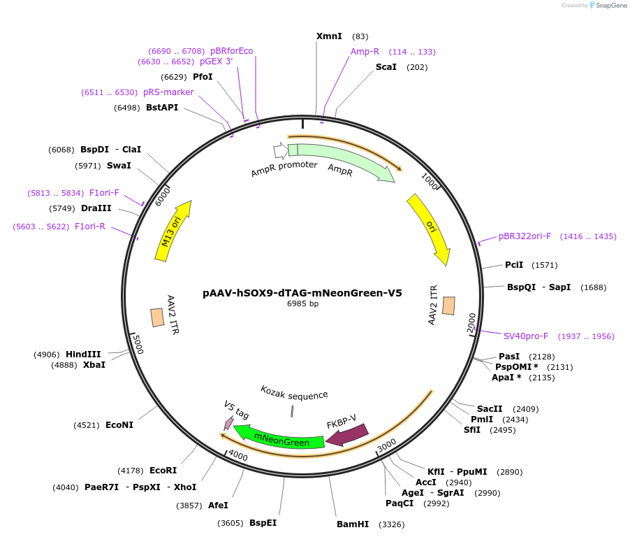 194971-plasmid-map-sequence-id-383801