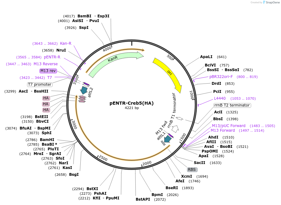 195022-plasmid-map-sequence-id-383804