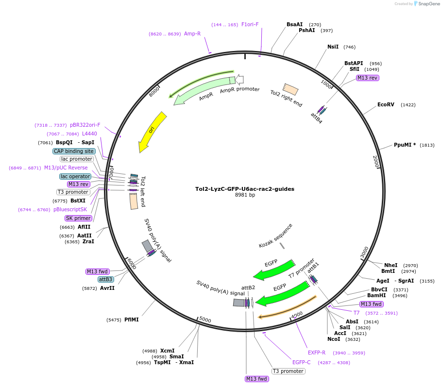 168241-plasmid-map-sequence-id-383809