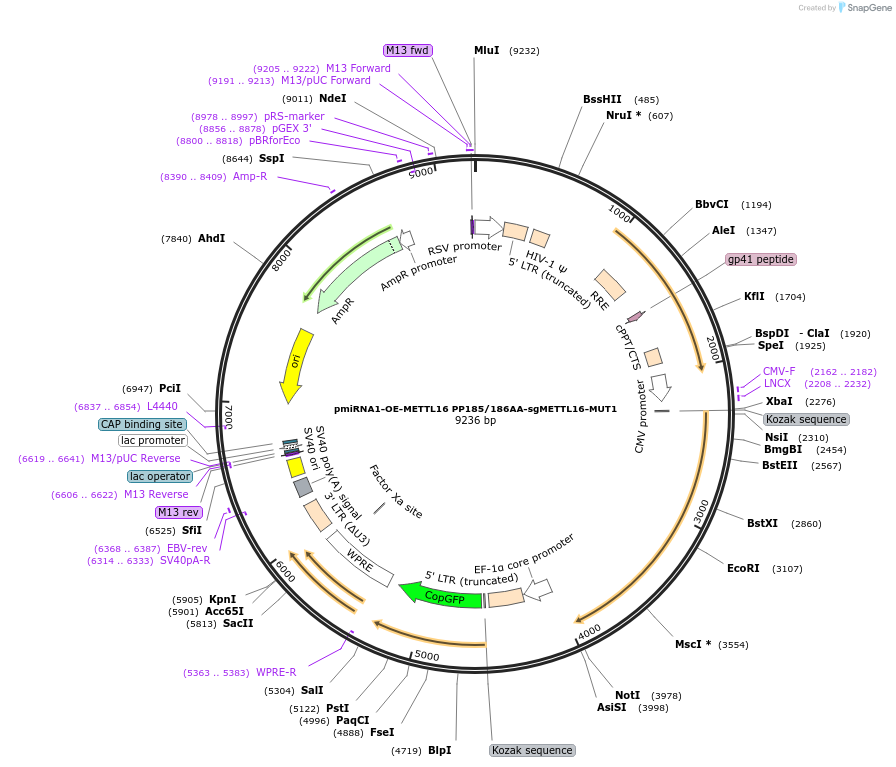 196205-plasmid-map-sequence-id-383829