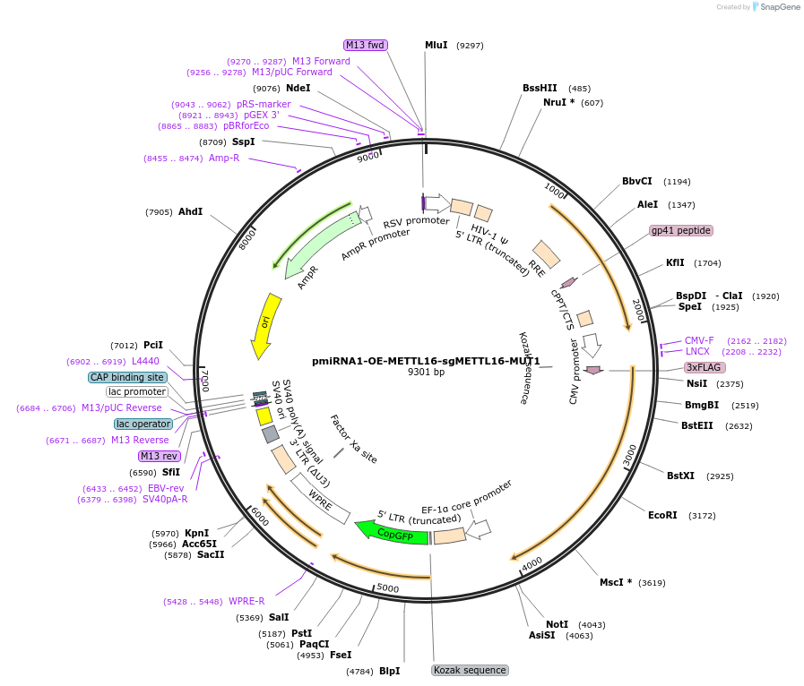 196206-plasmid-map-sequence-id-383832
