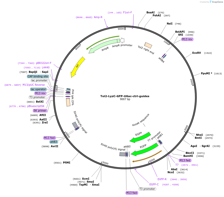 168240-plasmid-map-sequence-id-383838