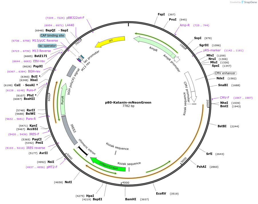 191762-plasmid-map-sequence-id-383840