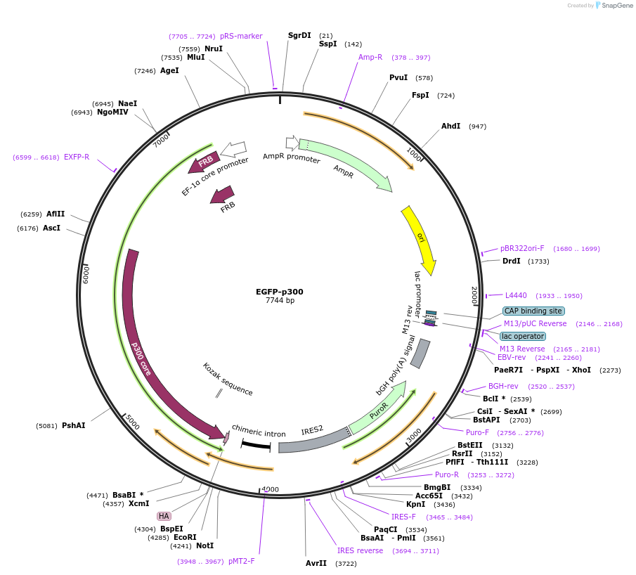 191764-plasmid-map-sequence-id-383841