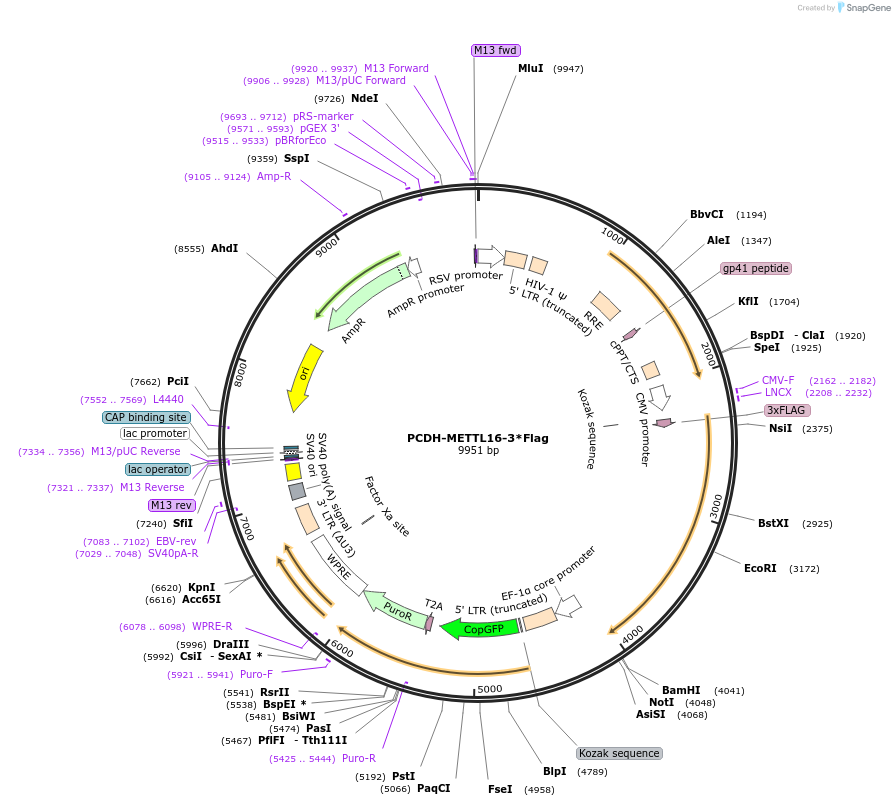 196207-plasmid-map-sequence-id-383845