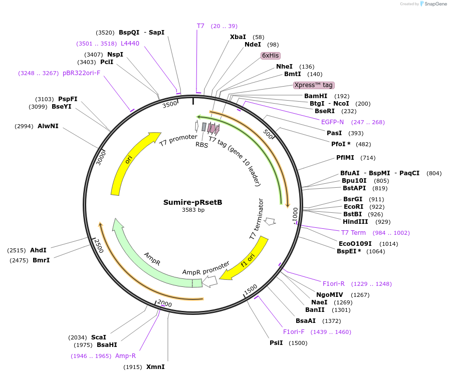 193361-plasmid-map-sequence-id-383851