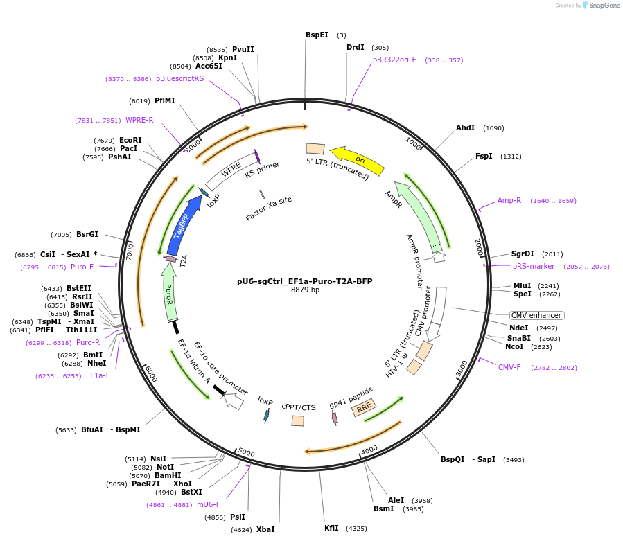 195500-plasmid-map-sequence-id-383854