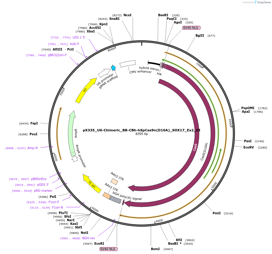195502-plasmid-map-sequence-id-383855