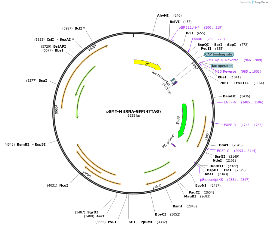 193251-plasmid-map-sequence-id-383873