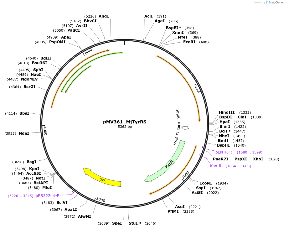 193250-plasmid-map-sequence-id-383874