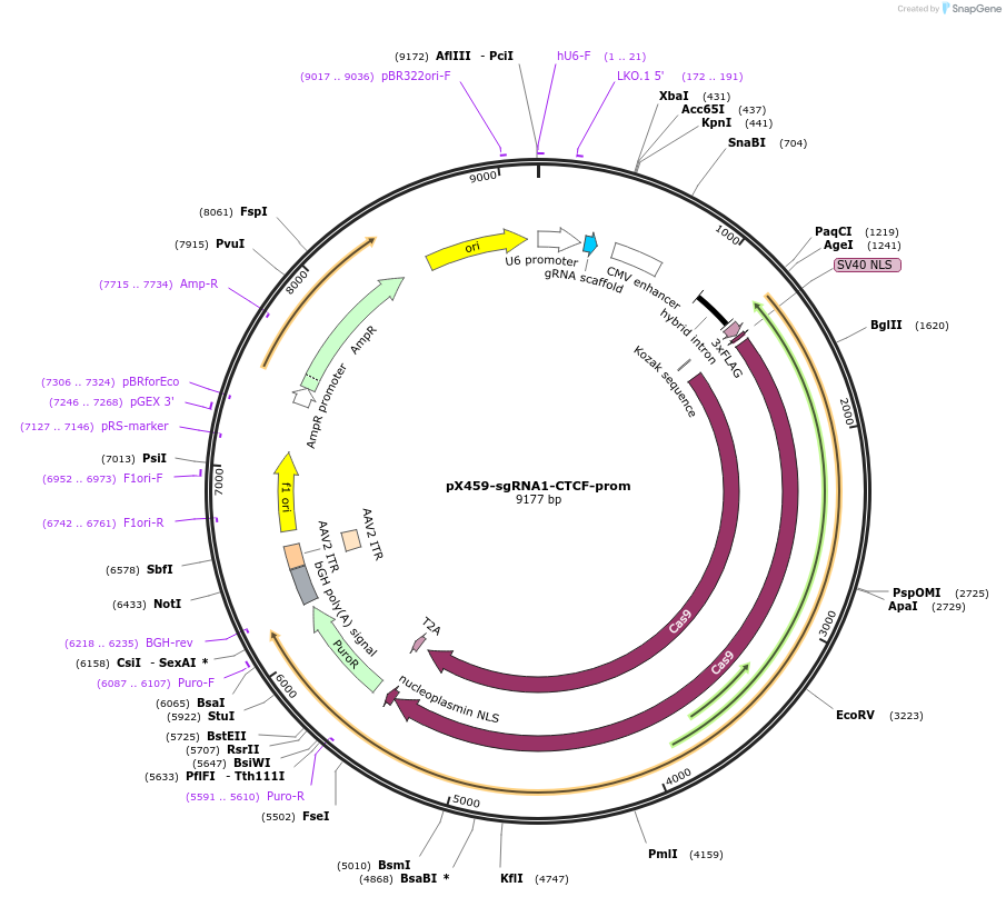 195103-plasmid-map-sequence-id-383875