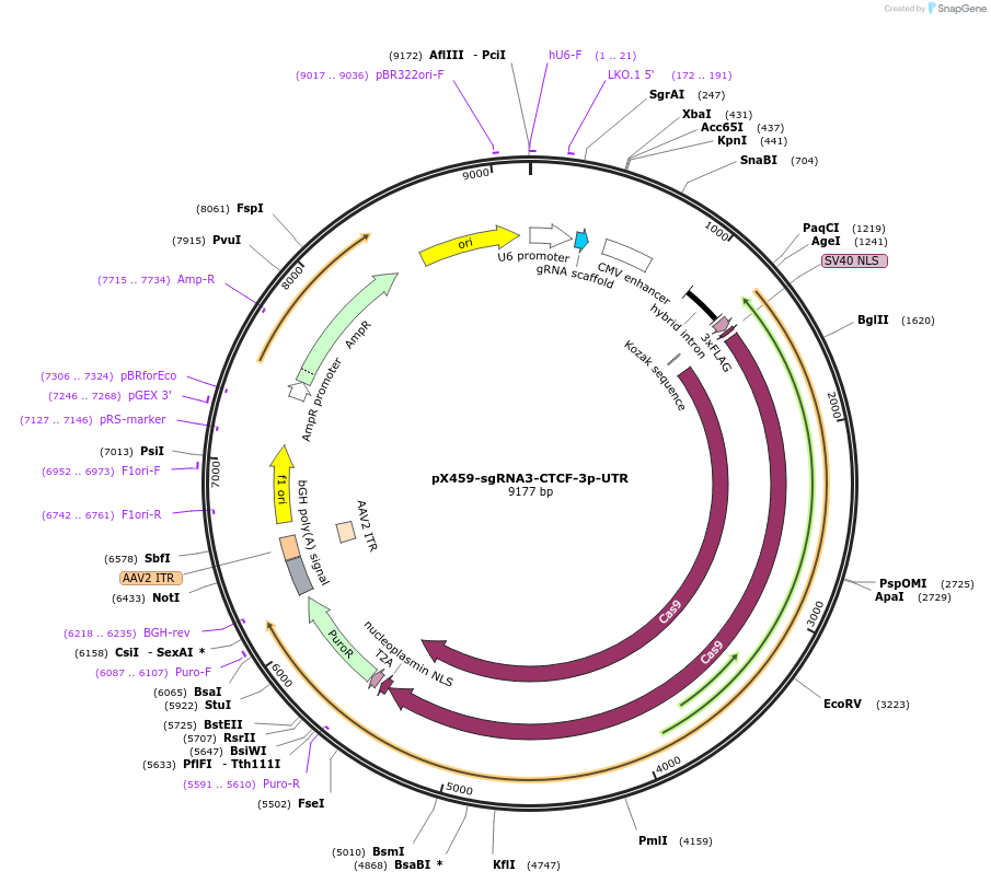 195105-plasmid-map-sequence-id-383877
