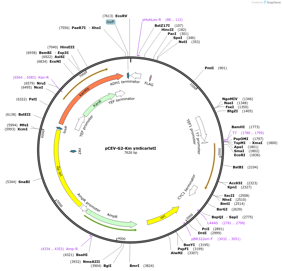 193960-plasmid-map-sequence-id-383892