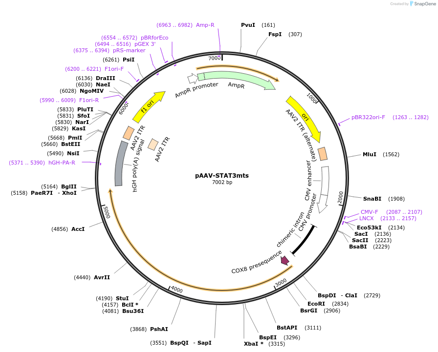 195577-plasmid-map-sequence-id-383908