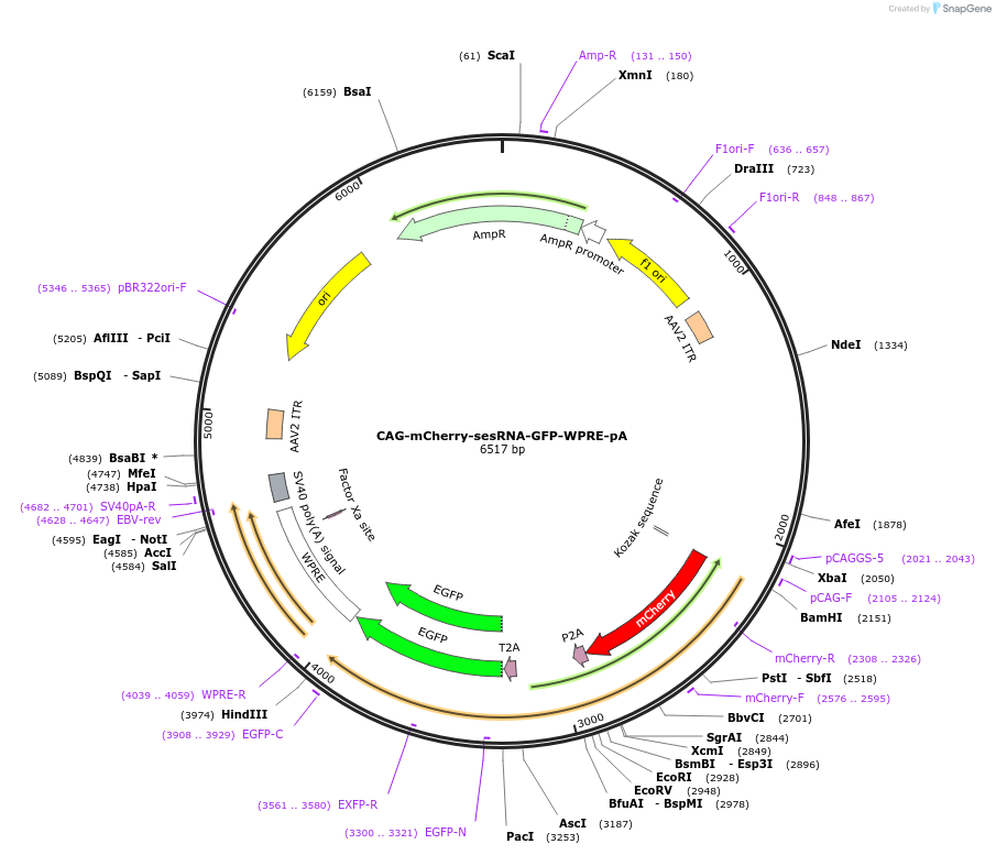 192065-plasmid-map-sequence-id-383912