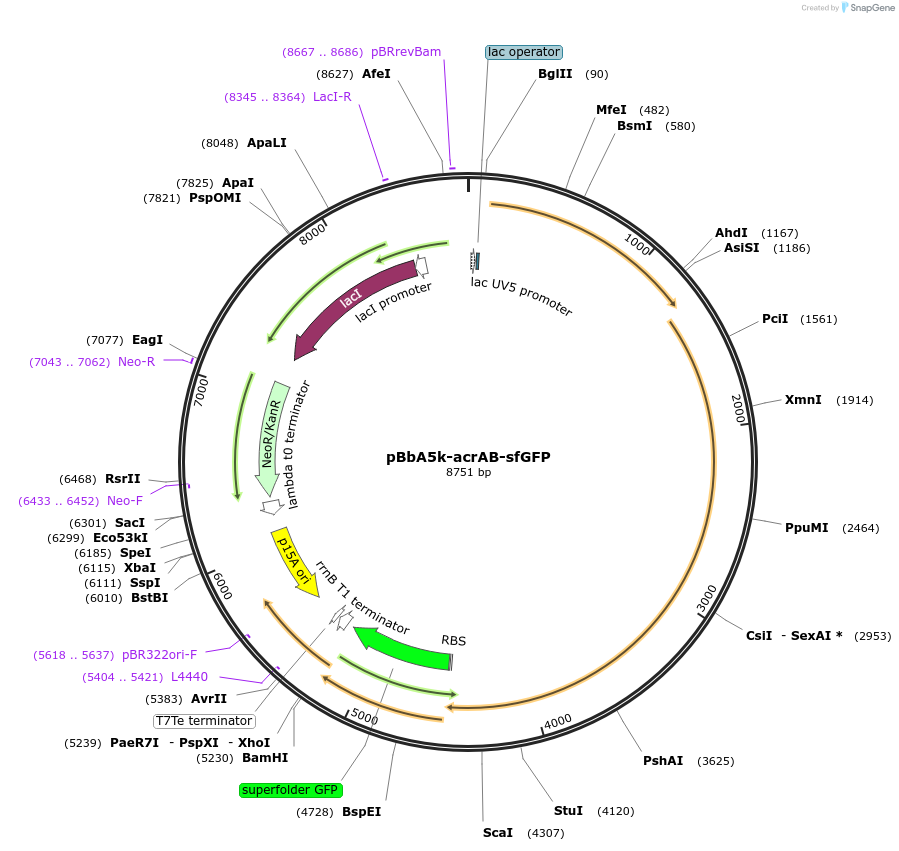 195516-plasmid-map-sequence-id-383914