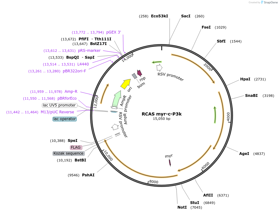 196373-plasmid-map-sequence-id-383921