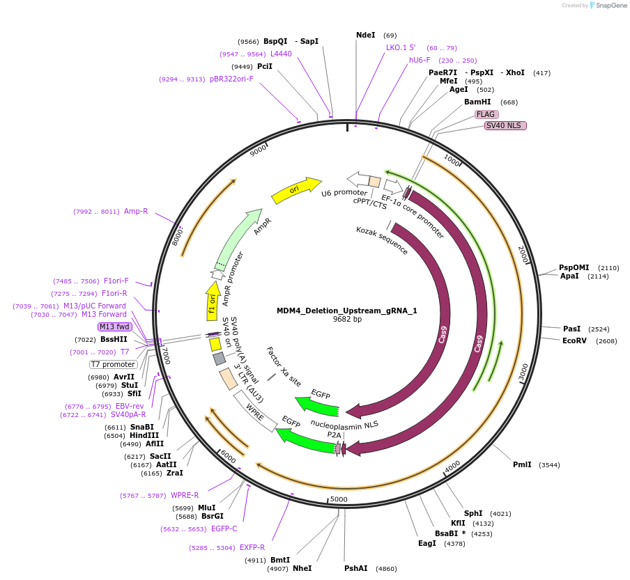 195134-plasmid-map-sequence-id-383924