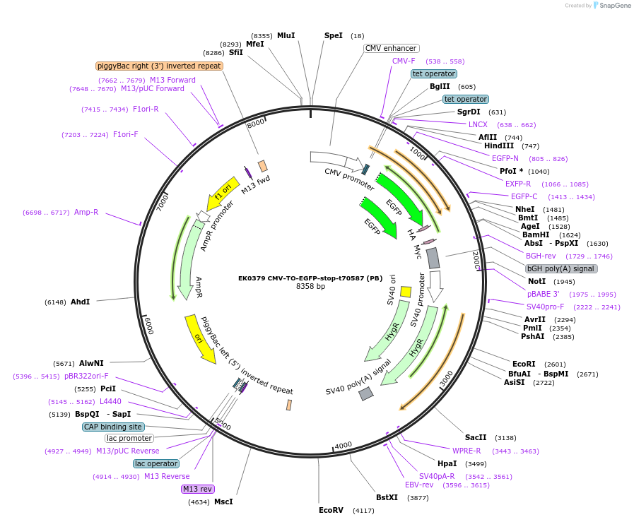 191154-plasmid-map-sequence-id-383934
