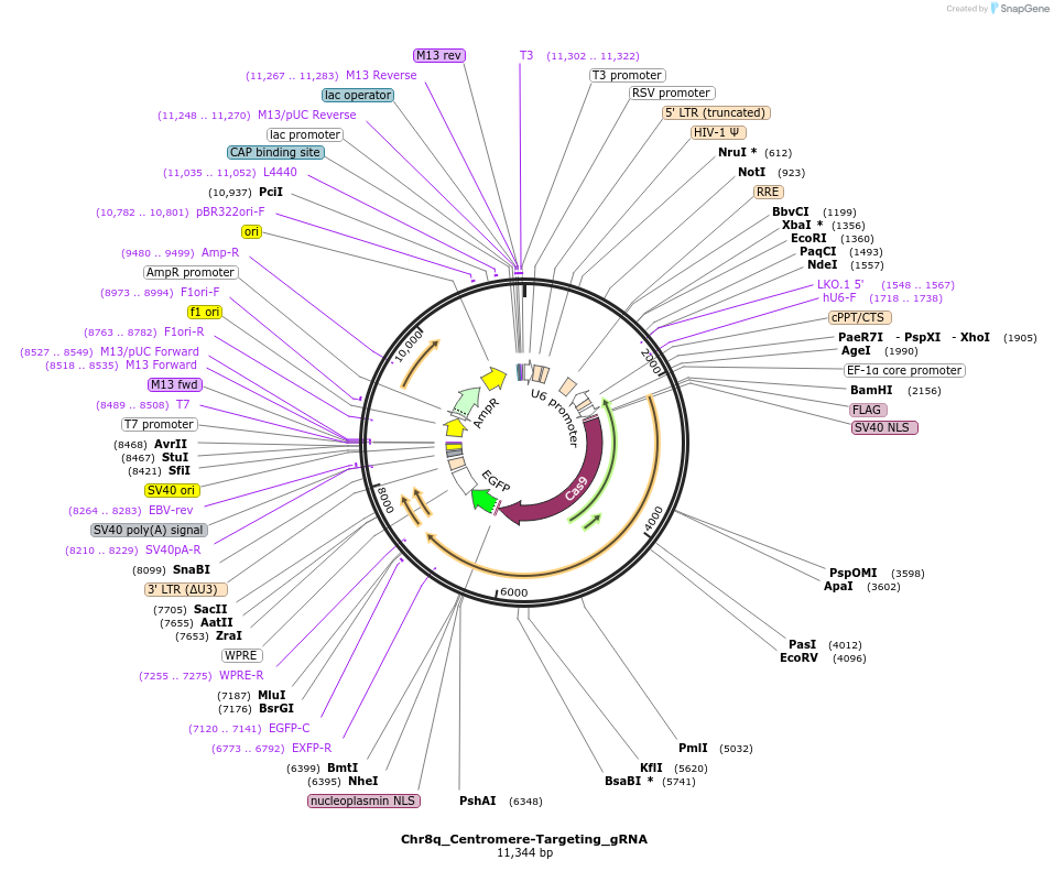 195128-plasmid-map-sequence-id-383939