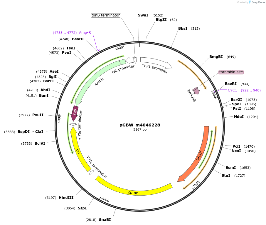 145400-plasmid-map-sequence-id-383944