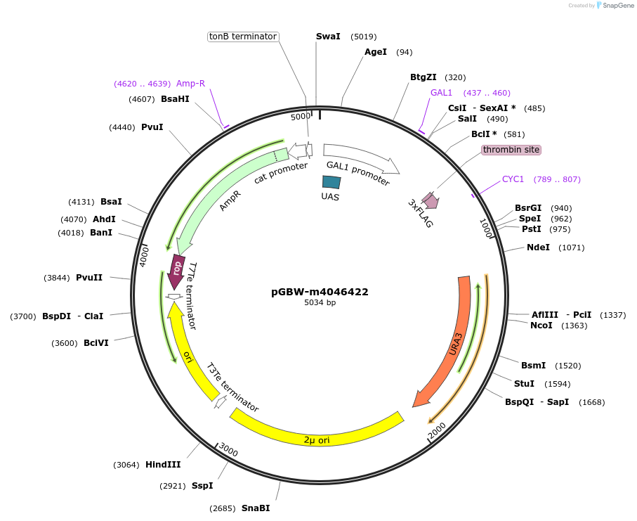 145515-plasmid-map-sequence-id-383945