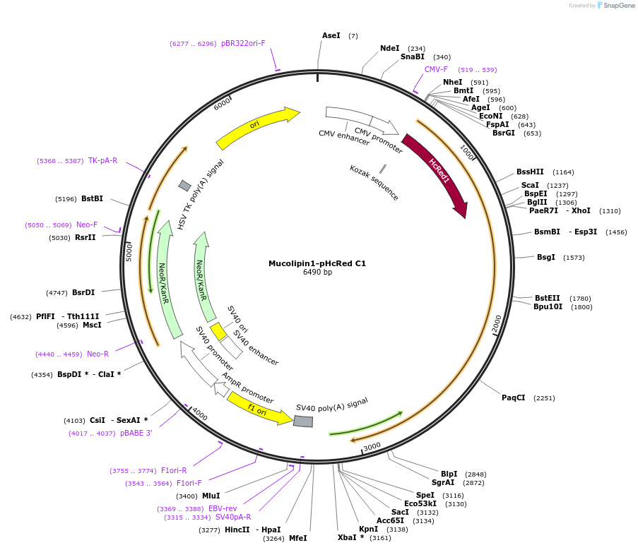 62959-plasmid-map-sequence-id-383949