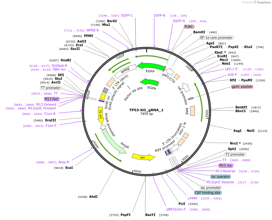 195130-plasmid-map-sequence-id-383951