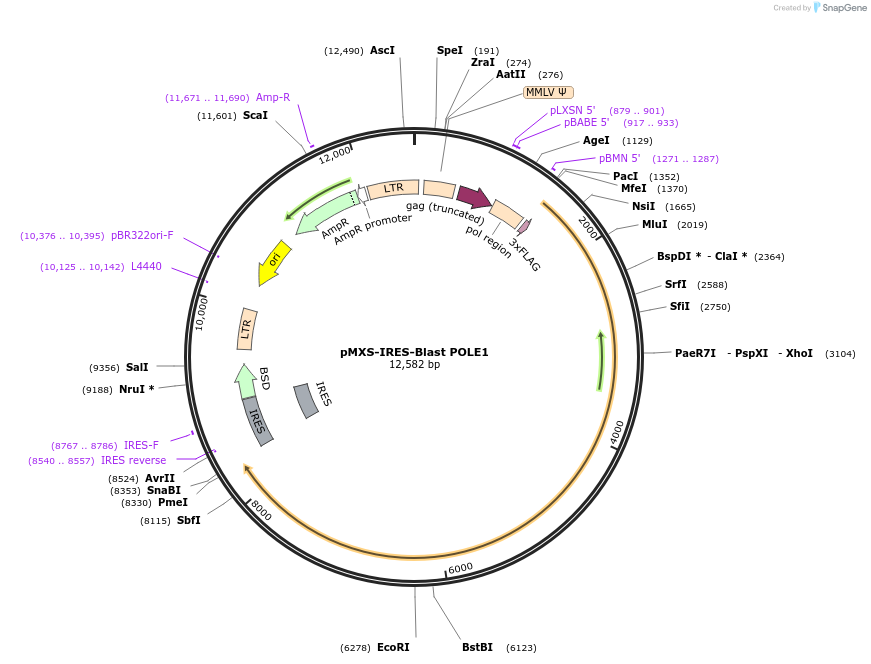 160802-plasmid-map-sequence-id-383953