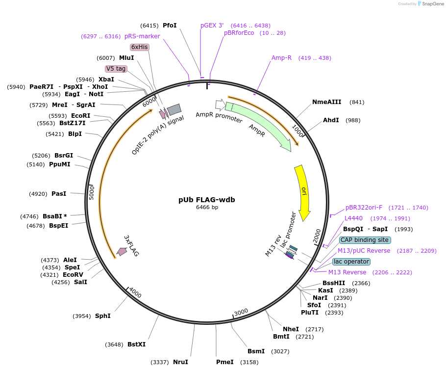 195069-plasmid-map-sequence-id-383954