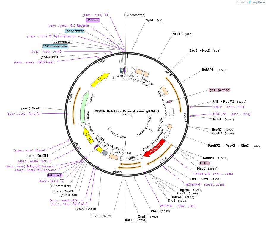 195136-plasmid-map-sequence-id-383955