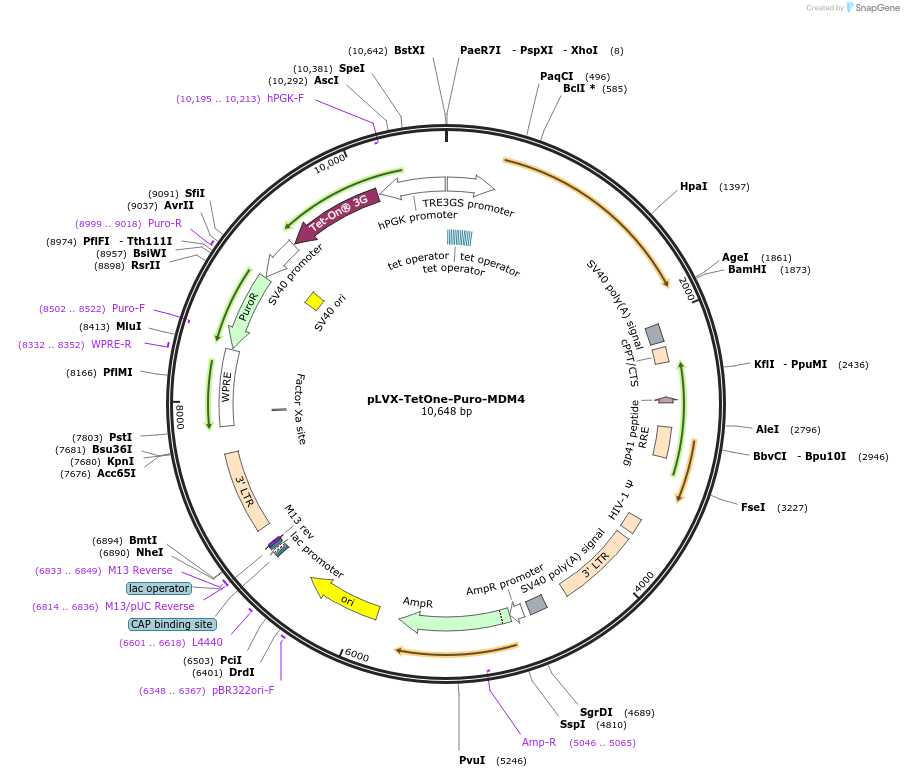 195140-plasmid-map-sequence-id-383957