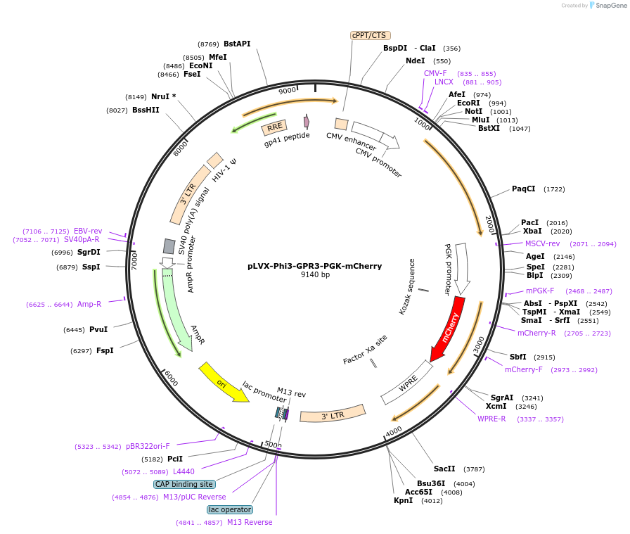 153317-plasmid-map-sequence-id-383972