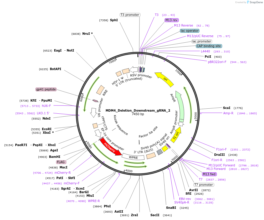 195137-plasmid-map-sequence-id-383990