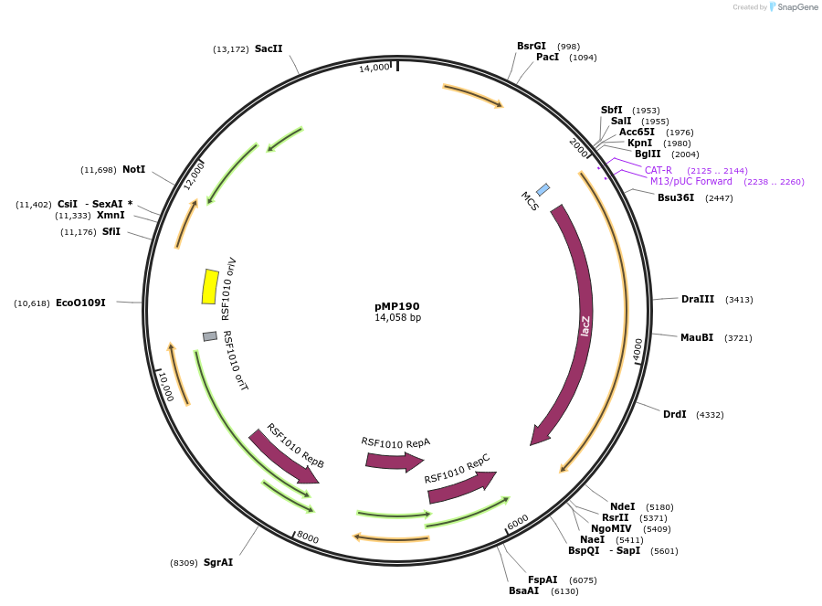 185922-plasmid-map-sequence-id-383995