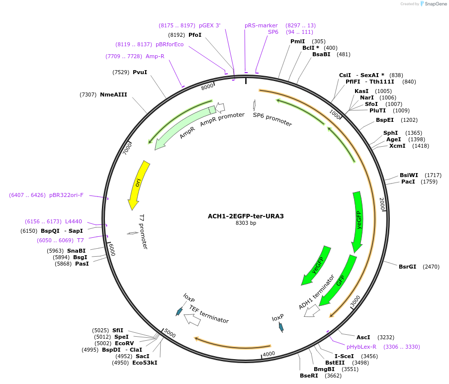 184769-plasmid-map-sequence-id-384002