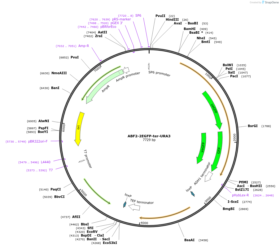 184768-plasmid-map-sequence-id-384003