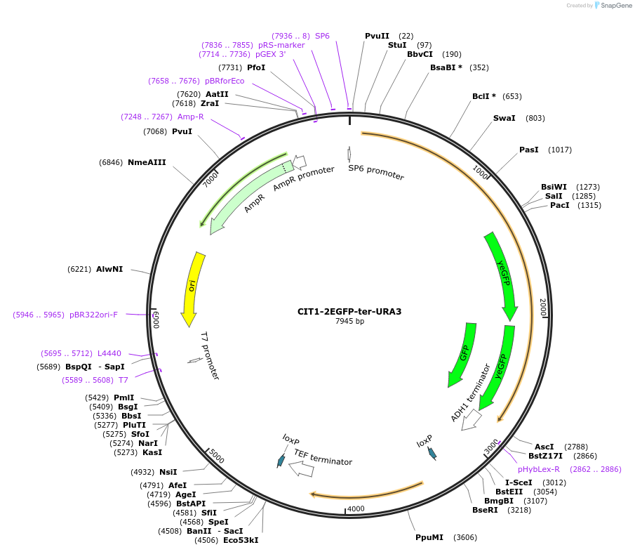 184767-plasmid-map-sequence-id-384004