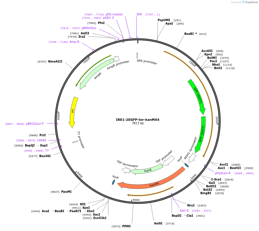 184766-plasmid-map-sequence-id-384005