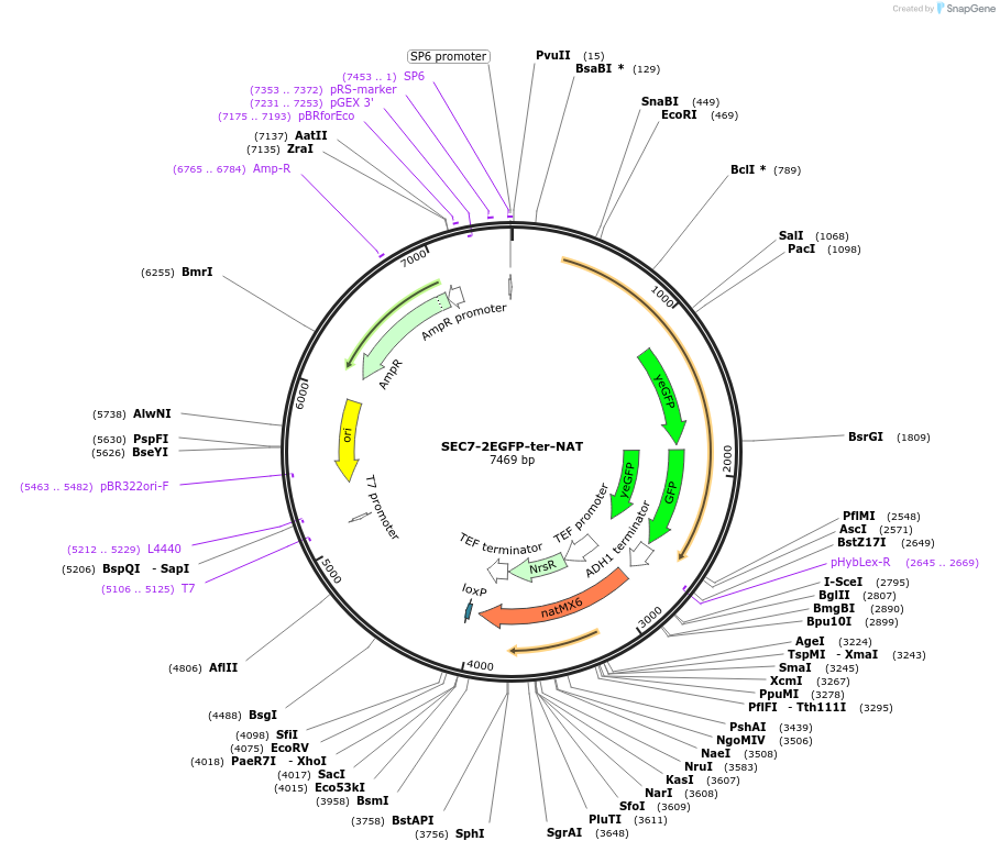 184764-plasmid-map-sequence-id-384006