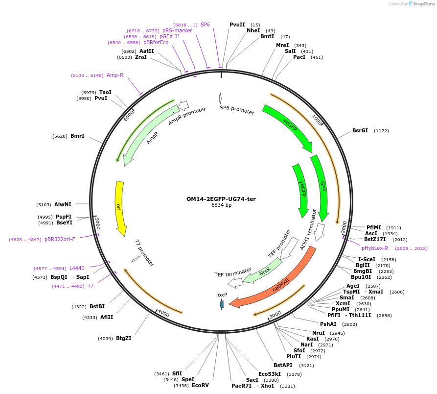 184758-plasmid-map-sequence-id-384007