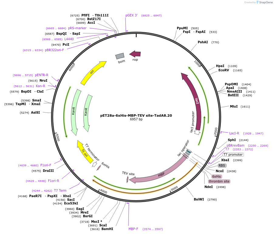 194702-plasmid-map-sequence-id-384008