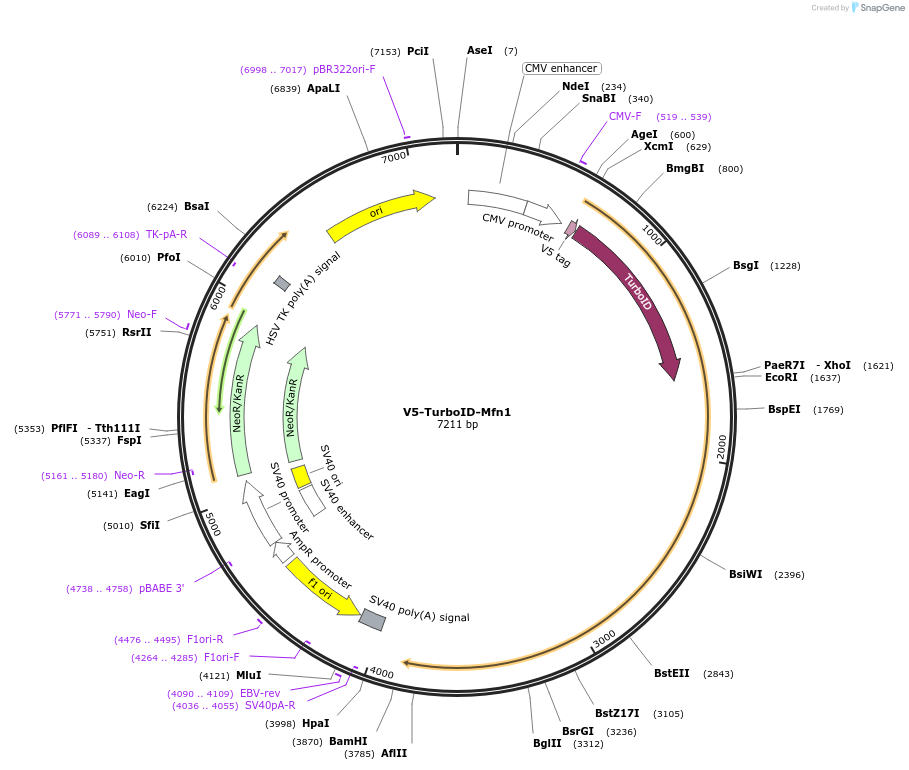 195155-plasmid-map-sequence-id-384016
