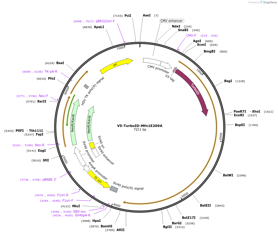 195156-plasmid-map-sequence-id-384017